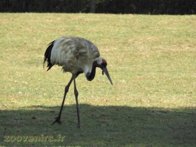 Grue du Japon - 2017