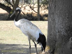 Grue du Japon
