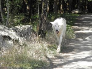 Loup arctique