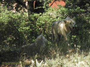 Loup arctique 