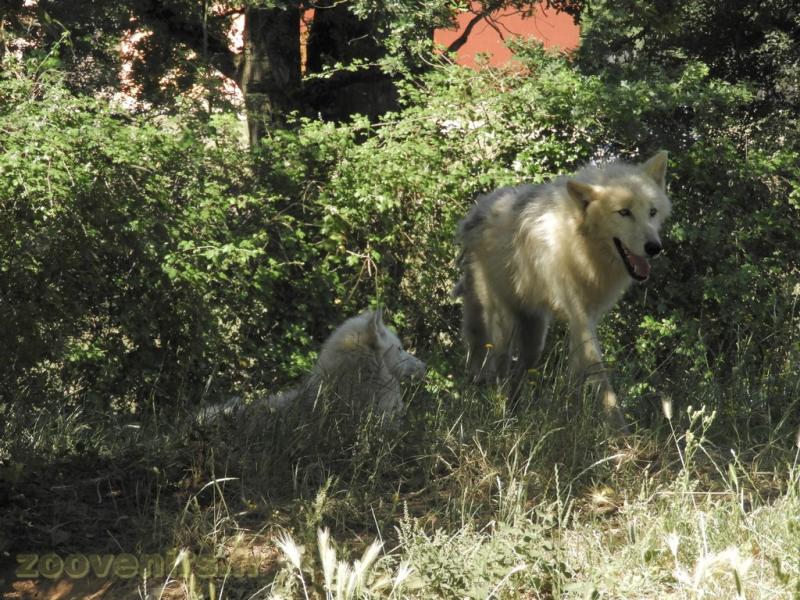 Loup arctique 