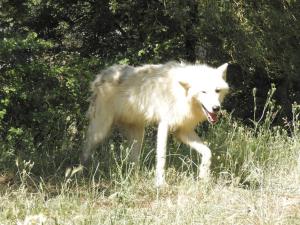 Loup arctique 