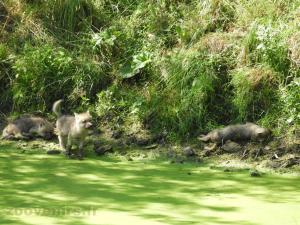 Loup arctique 