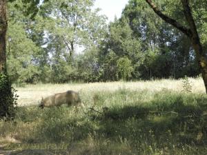 Loup arctique