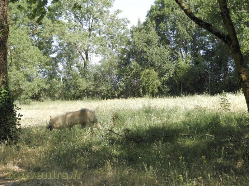 Loup arctique