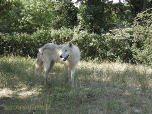 Loup arctique