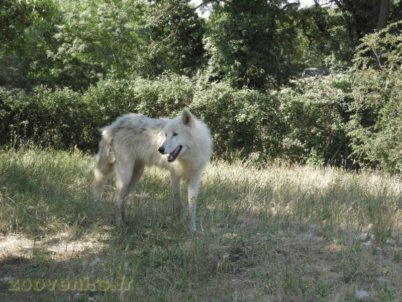 Loup arctique
