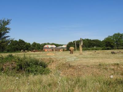 Eléphant d'Afrique - 2017