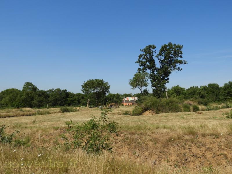 Eléphant d'Afrique