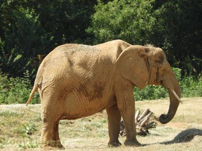 Eléphant d'Afrique - 2017