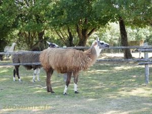 Lama