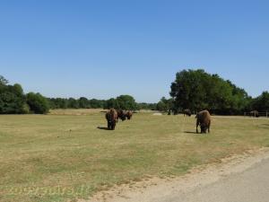 Bison d'Amérique