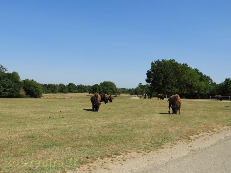 Bison d'Amérique