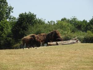 Bison d'Amérique