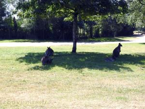 Wallaby de Bennett