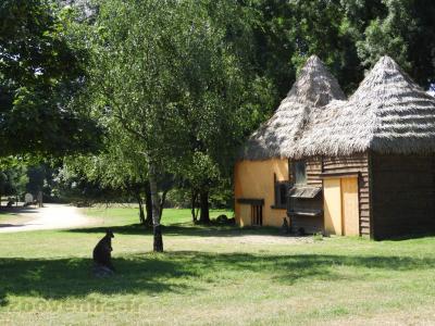 Wallaby de Bennett - 2017