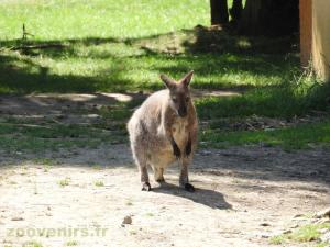Wallaby de Bennett