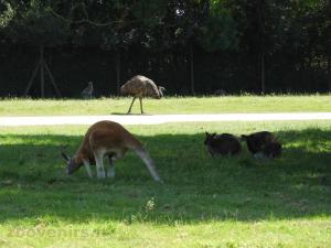 Kangourou roux - Wallaby de Bennett