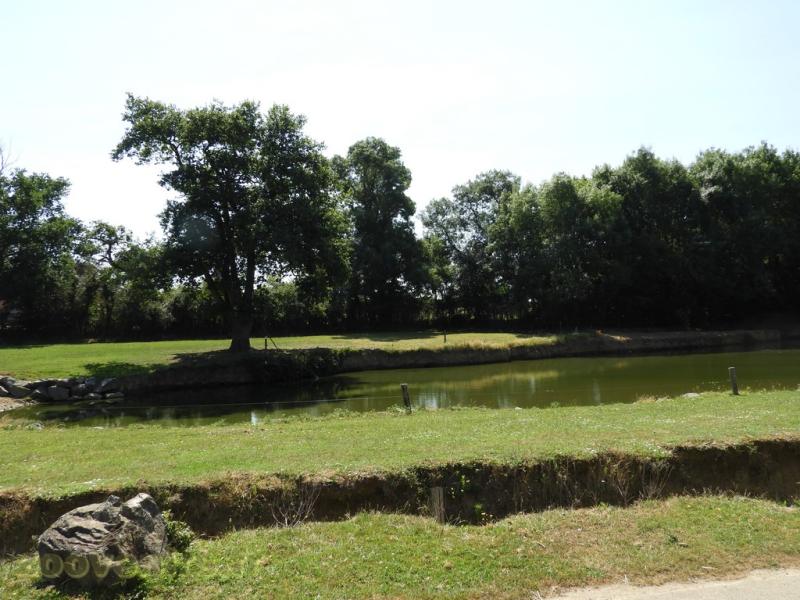 Hippopotame amphibie