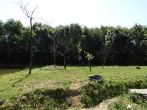 Cob defessa