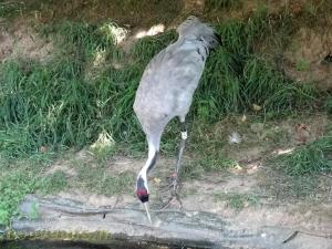 Grue cendrée 