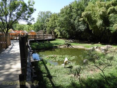 Ibis sacré - Grue cendrée - Grue couronnée - 2017