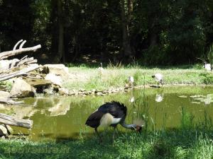 Grue royale - Ibis sacré
