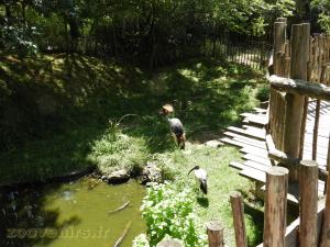 Ibis sacré - Grue royale 