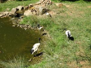 Ibis sacré
