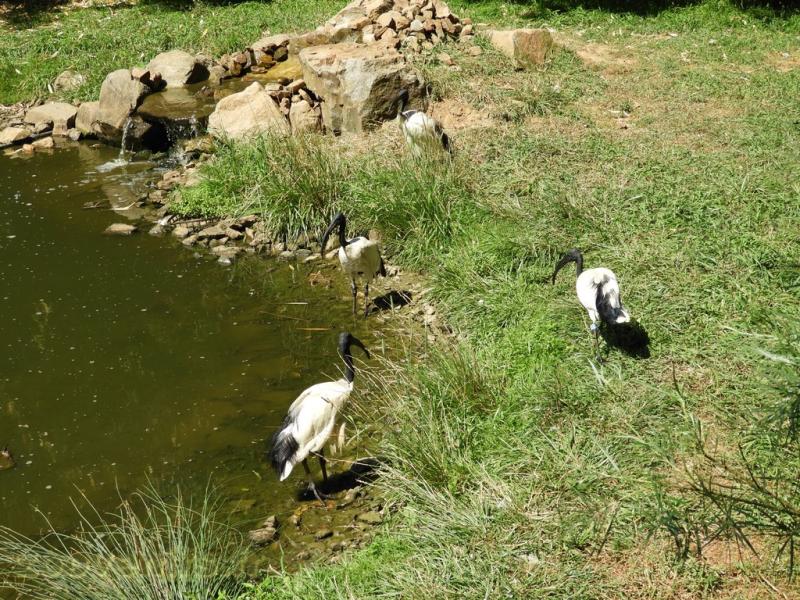 Ibis sacré