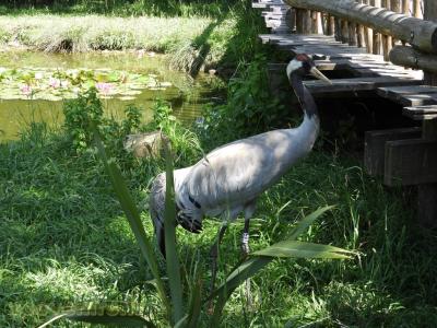Grue cendrée - 2017