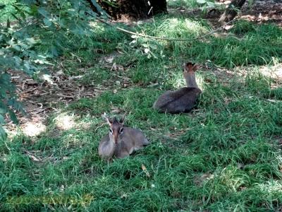 Dik-dik de Kirk - 2017