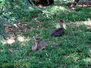 Dik-dik de Kirk 