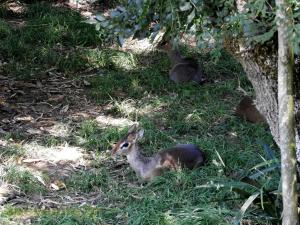 Dik-dik de Kirk