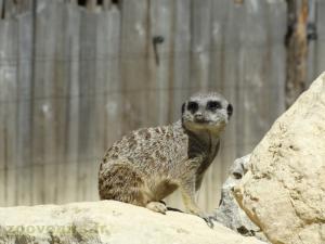 Suricate