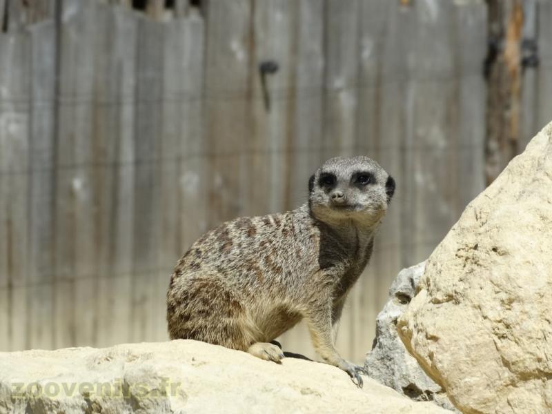 Suricate