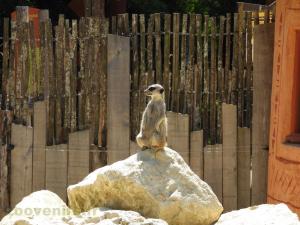 Suricate 