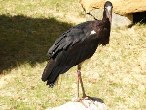 Cigogne d'Abdim