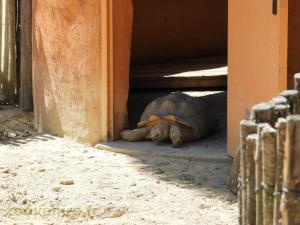 Tortue à éperons