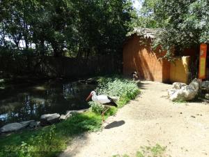 Cigogne blanche