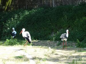Cigogne blanche