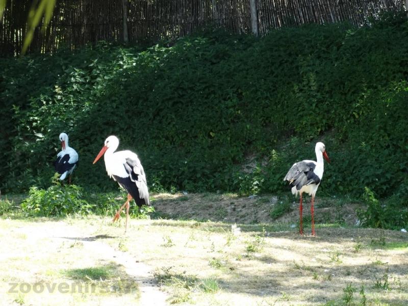 Cigogne blanche