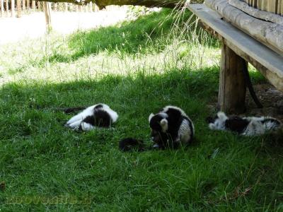 Maki vari noir et blanc - 2017