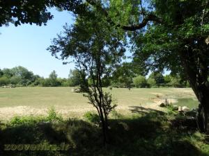 Autruche