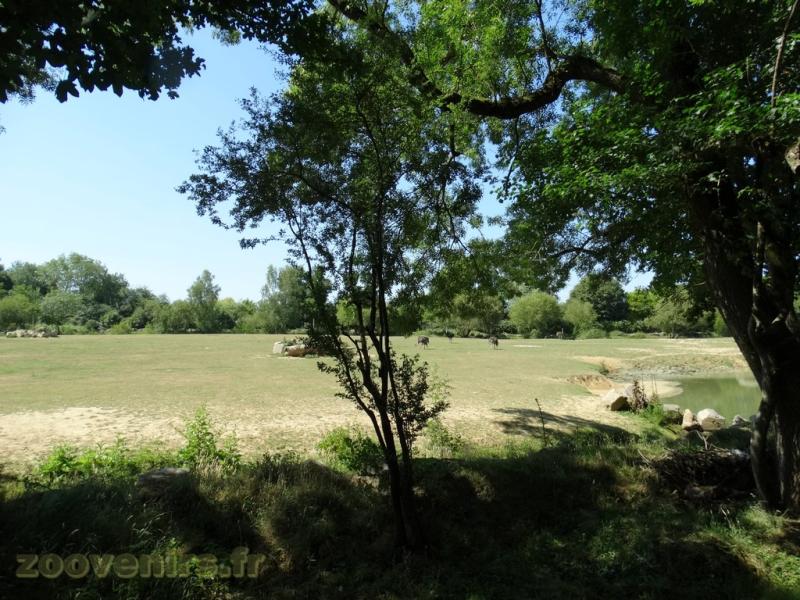 Autruche