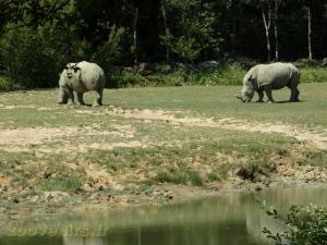 Rhinocéros blanc 