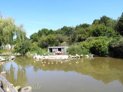 Flamant de Cuba - 2017