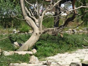 Coati