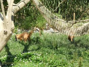 Coati