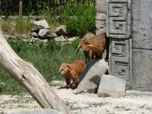Coati
